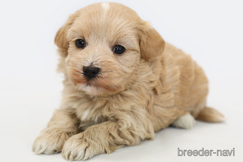 成約済の神奈川県のマルプー:マルチーズ×トイプードル-305803の1枚目